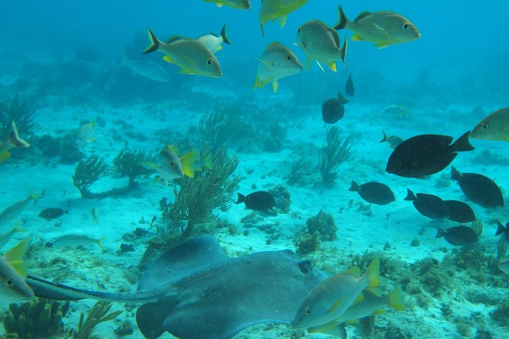 Snorkel the Barrier Reef and Coral Gardens